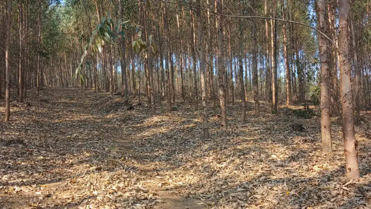 plantation